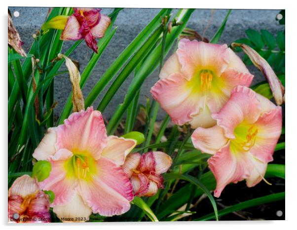 Pink lilies Acrylic by Stephanie Moore