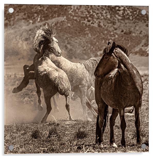 Rumpus On The Prairie Acrylic by Chris Lord