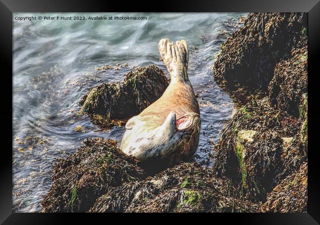 A Grey Seal Posing On The Rocks Framed Print by Peter F Hunt