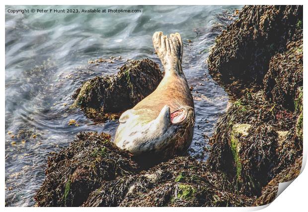 A Grey Seal Posing On The Rocks Print by Peter F Hunt