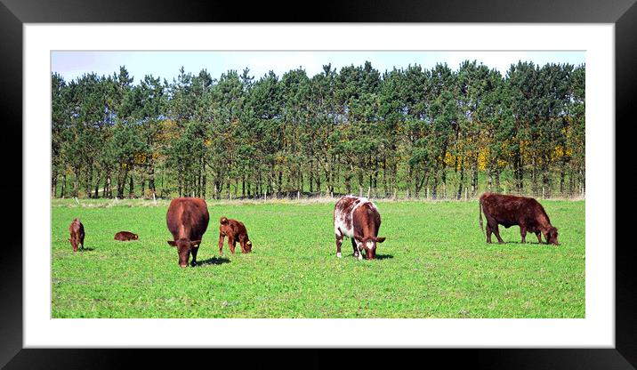Ayrshire cows and their calves Framed Mounted Print by Allan Durward Photography