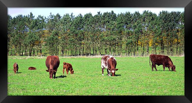 Ayrshire cows and their calves Framed Print by Allan Durward Photography