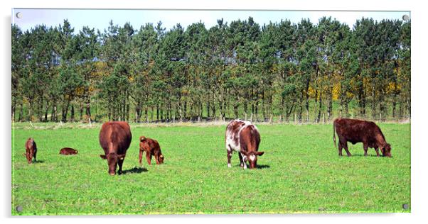 Ayrshire cows and their calves Acrylic by Allan Durward Photography