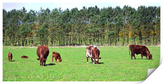 Ayrshire cows and their calves Print by Allan Durward Photography