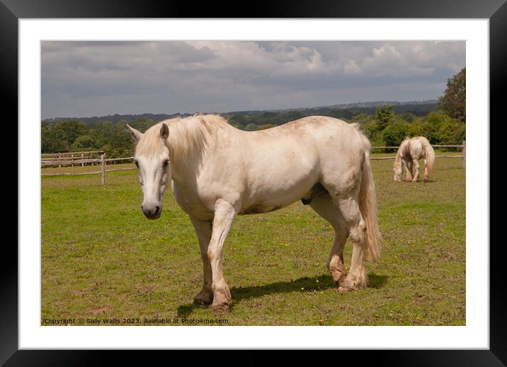 Horses in a meadow Framed Mounted Print by Sally Wallis