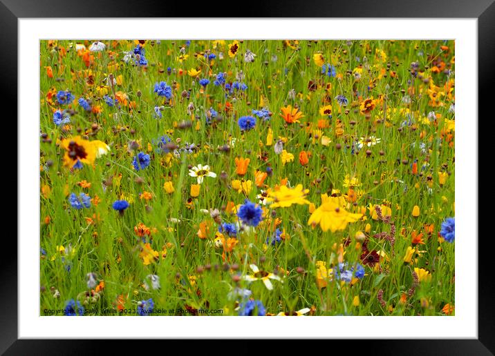 Wild Flowers in summer Framed Mounted Print by Sally Wallis