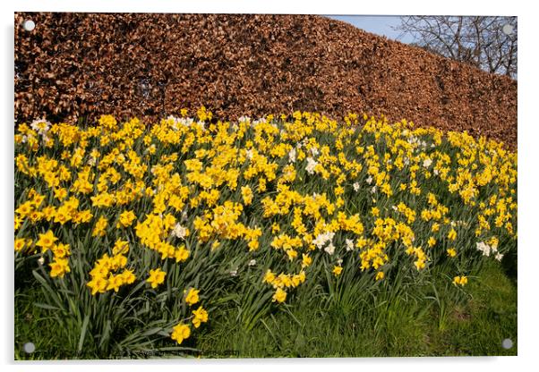 Daffodil bank Acrylic by Sally Wallis