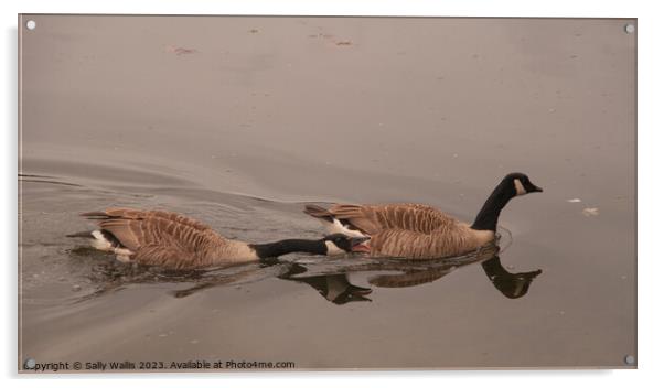 Angry Goose Acrylic by Sally Wallis