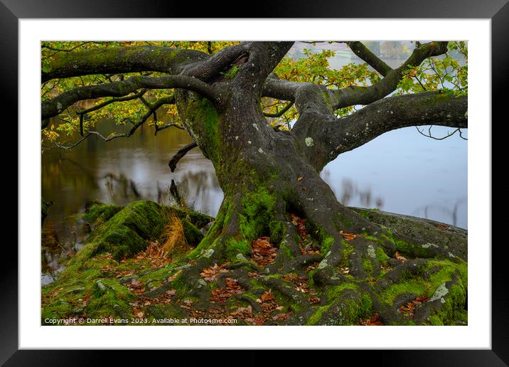 Oak on lake side Framed Mounted Print by Darrell Evans