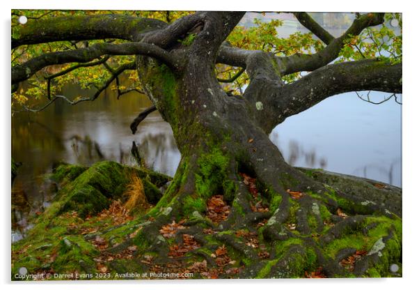 Oak on lake side Acrylic by Darrell Evans