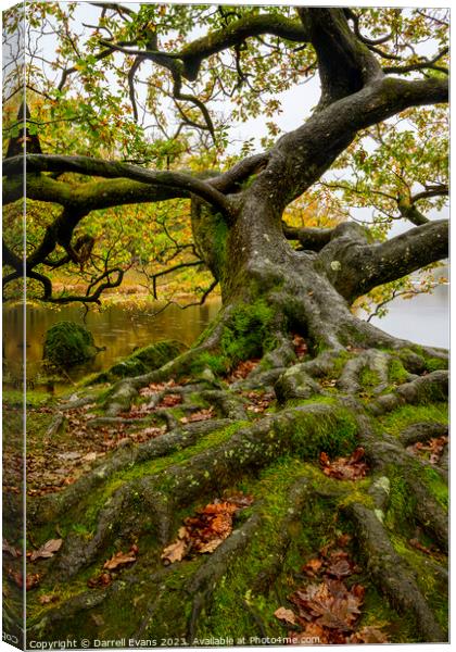 Oak by the lake side Canvas Print by Darrell Evans