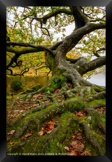 Oak by the lake side Framed Print by Darrell Evans