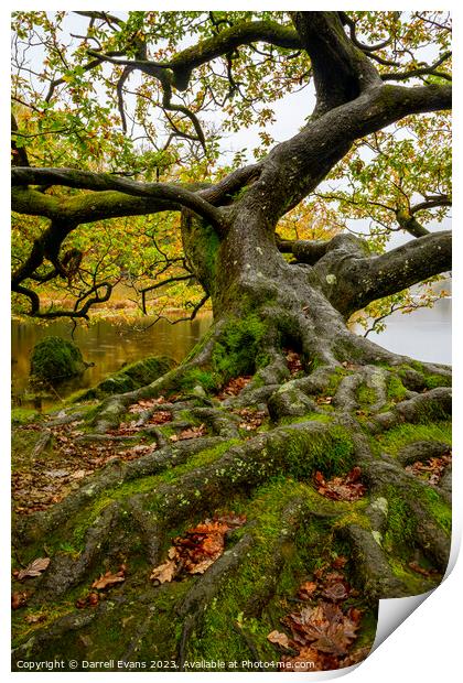Oak by the lake side Print by Darrell Evans