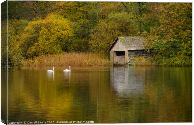 Swans at Rydal Canvas Print by Darrell Evans
