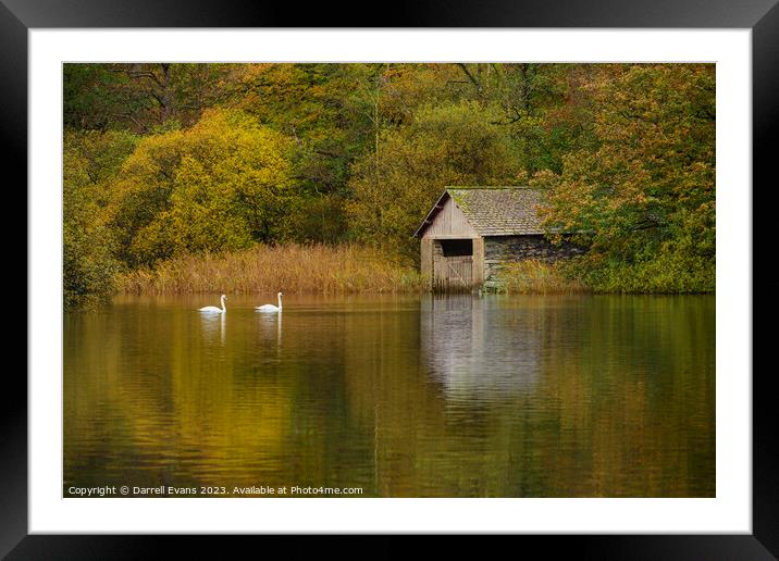Swans at Rydal Framed Mounted Print by Darrell Evans