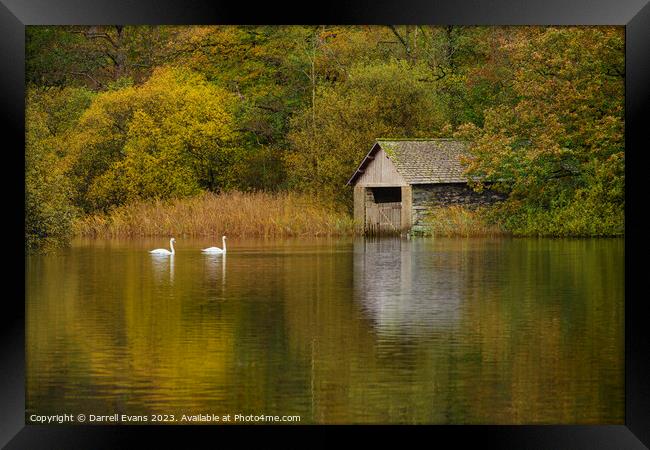 Swans at Rydal Framed Print by Darrell Evans