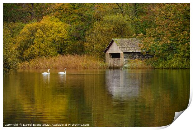 Swans at Rydal Print by Darrell Evans