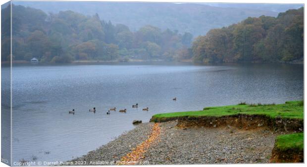 Ducks in Rydal Water Canvas Print by Darrell Evans