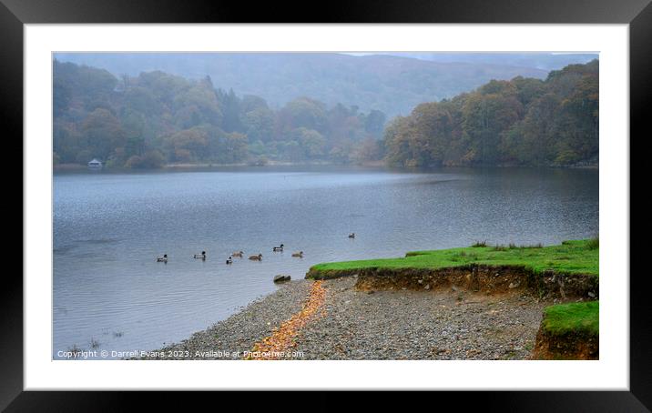 Ducks in Rydal Water Framed Mounted Print by Darrell Evans