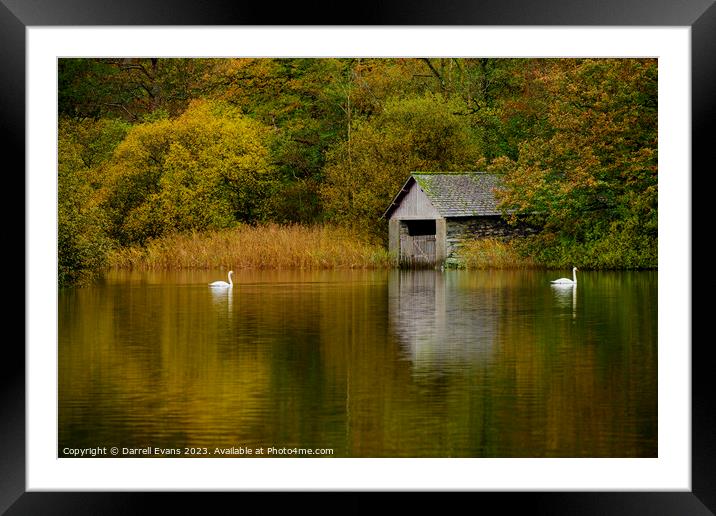 Swans and Boathouse Framed Mounted Print by Darrell Evans