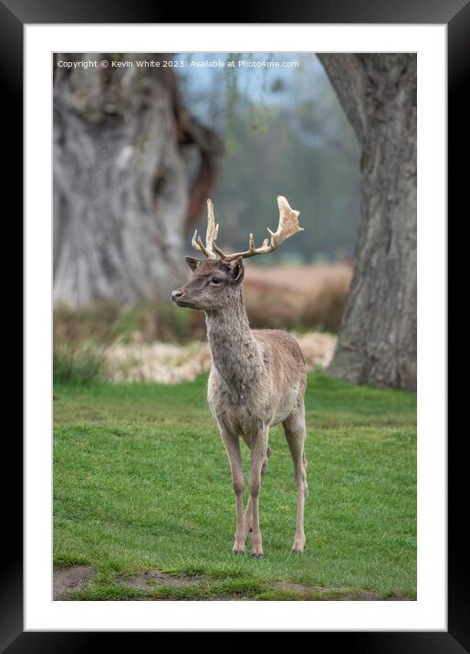 Impressive first set of antlers on young fallow deer Framed Mounted Print by Kevin White