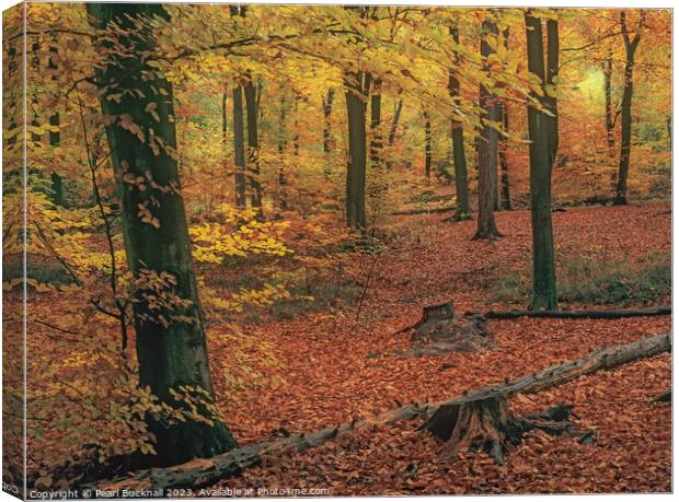 Autumn Woodland Beech Wood Canvas Print by Pearl Bucknall