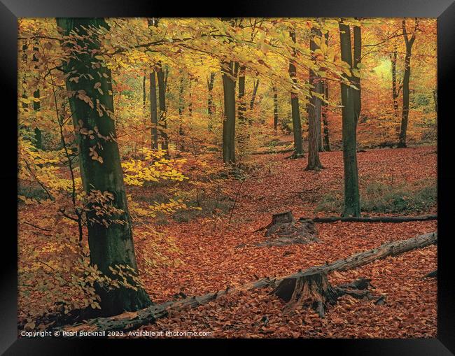Autumn Woodland Beech Wood Framed Print by Pearl Bucknall