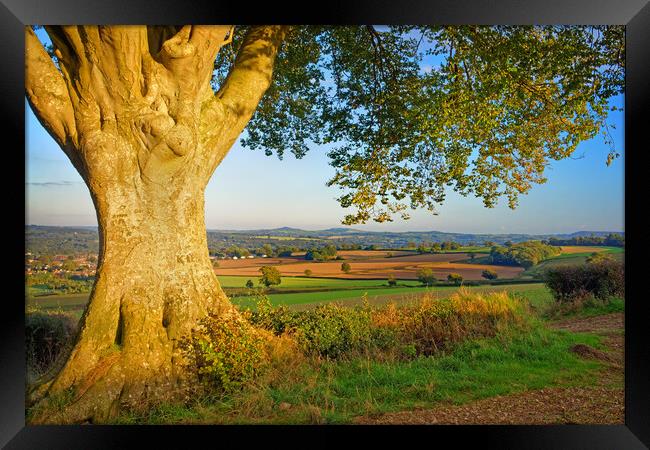 The Sentinel, Chard, Somerset Framed Print by Darren Galpin