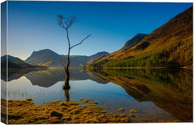 Lone tree Lake Buttermere Canvas Print by Michael Brookes