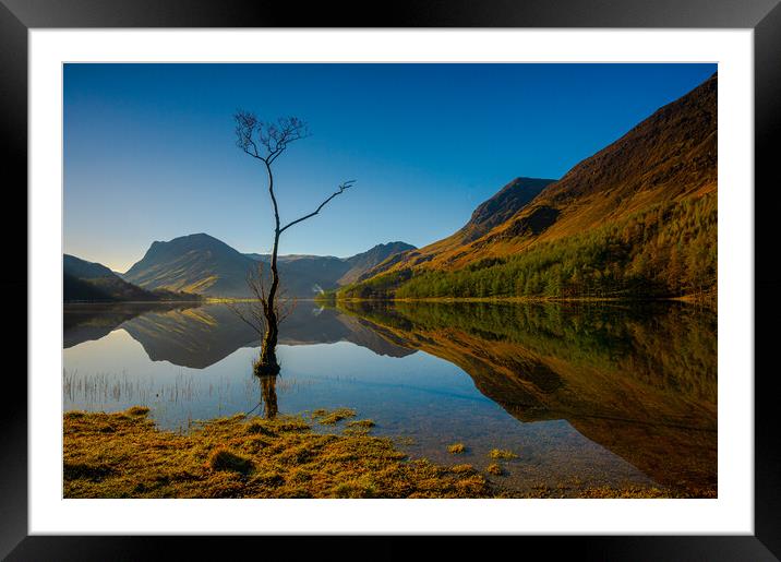 Lone tree Lake Buttermere Framed Mounted Print by Michael Brookes