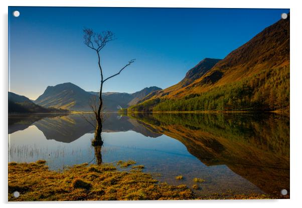 Lone tree Lake Buttermere Acrylic by Michael Brookes