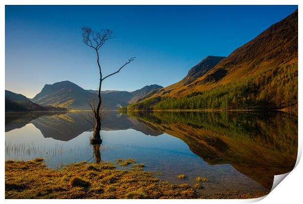 Lone tree Lake Buttermere Print by Michael Brookes