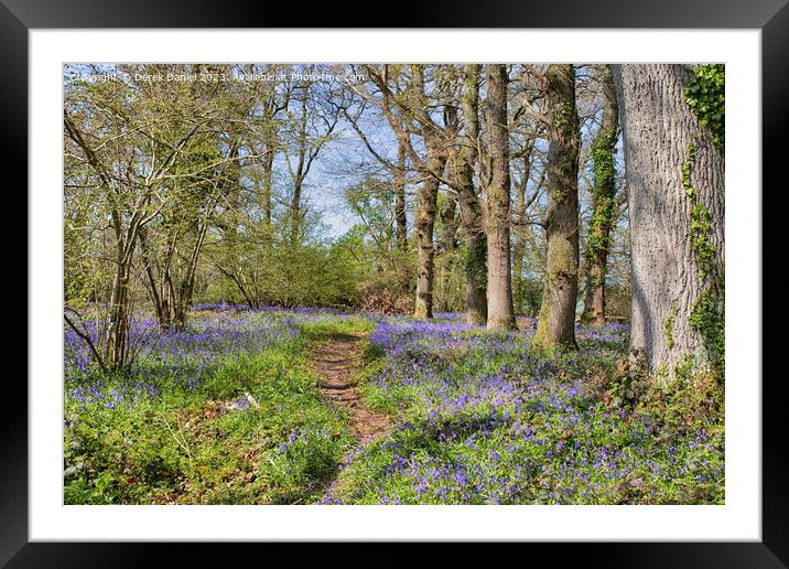 Tranquil Beauty of Bluebell Woods Framed Mounted Print by Derek Daniel