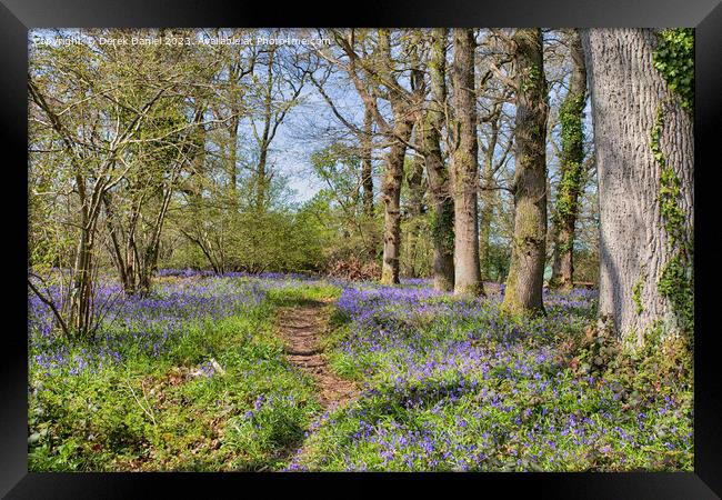 Tranquil Beauty of Bluebell Woods Framed Print by Derek Daniel