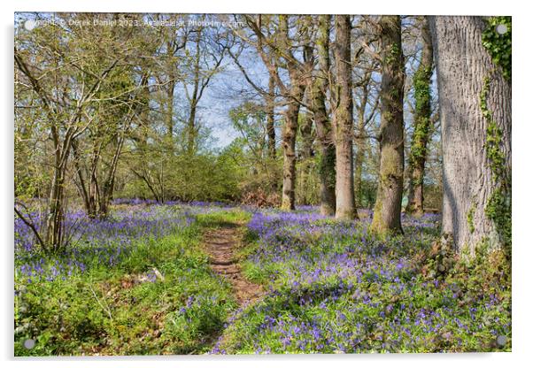 Tranquil Beauty of Bluebell Woods Acrylic by Derek Daniel