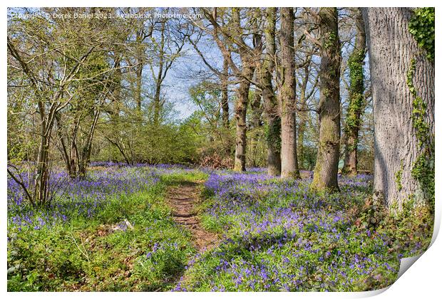 Tranquil Beauty of Bluebell Woods Print by Derek Daniel