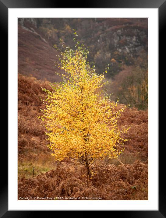 Glowing Birch Framed Mounted Print by Darrell Evans
