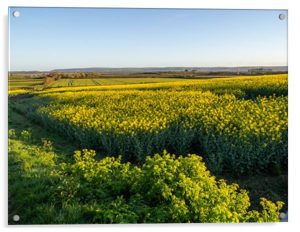 Rapeseed crop in North Devon   Acrylic by Tony Twyman