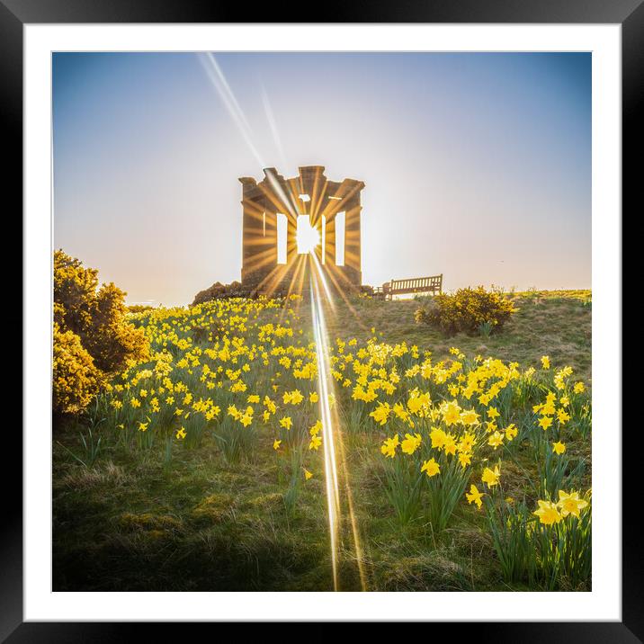 Golden Explosion of Spring Framed Mounted Print by DAVID FRANCIS