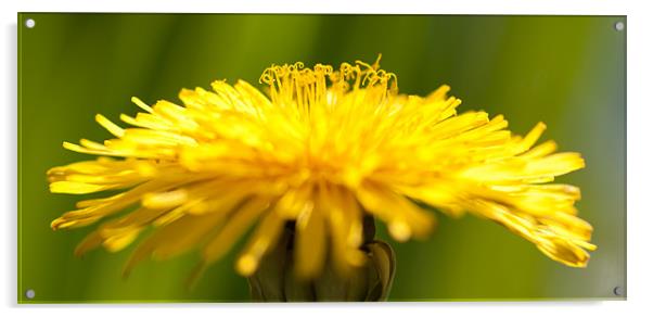 Dandelion Acrylic by Celtic Origins