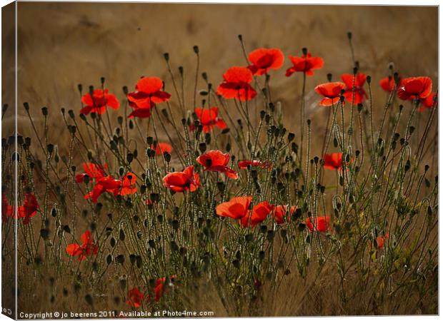 the irresistible attraction of poppies Canvas Print by Jo Beerens