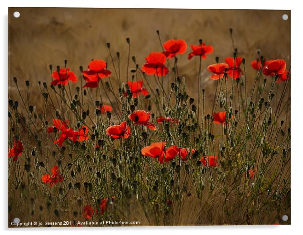 the irresistible attraction of poppies Acrylic by Jo Beerens