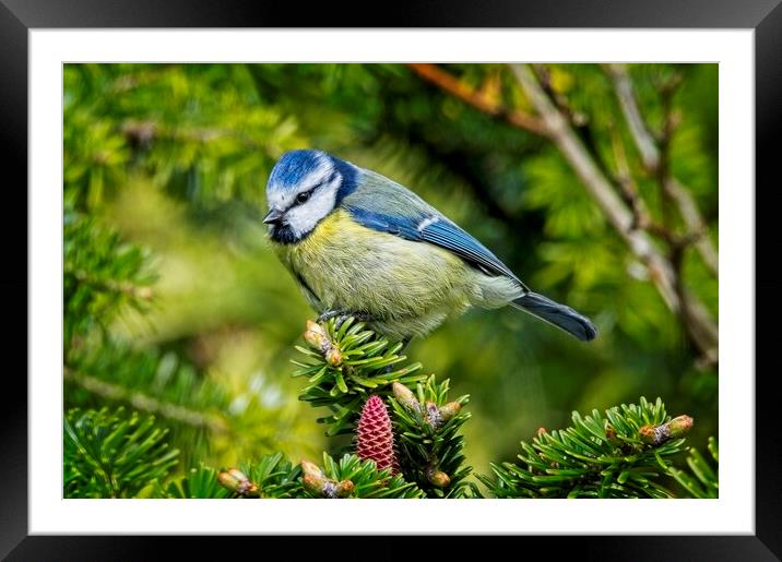 Bluetit Garden Bird Picture Framed Mounted Print by Martyn Arnold