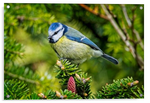 Bluetit Garden Bird Picture Acrylic by Martyn Arnold