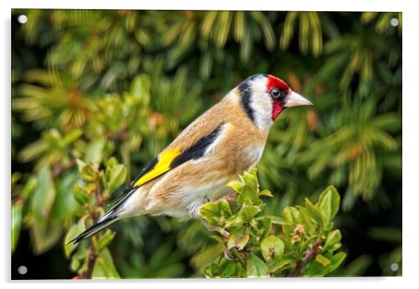 Goldfinch Garden Bird on a branch Acrylic by Martyn Arnold
