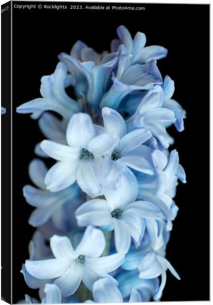 Blue Hyacinth Canvas Print by Rocklights 