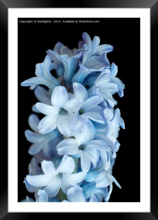 Blue Hyacinth Framed Mounted Print by Rocklights 