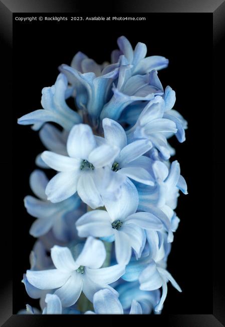 Blue Hyacinth Framed Print by Rocklights 