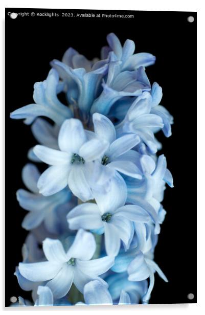 Blue Hyacinth Acrylic by Rocklights 