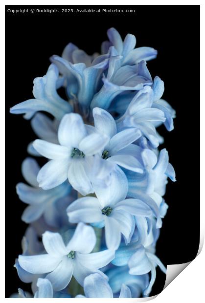Blue Hyacinth Print by Rocklights 